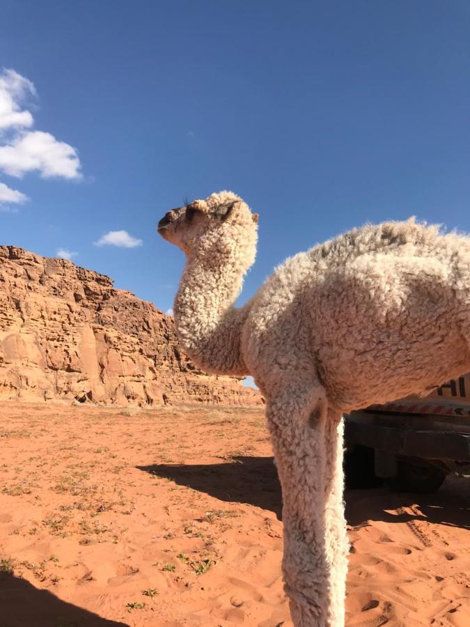 Sand And Stone Camp - Wadi Rum Desert 外观 照片