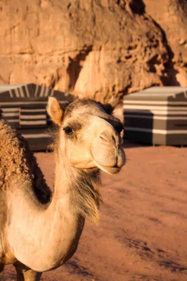 Sand And Stone Camp - Wadi Rum Desert 外观 照片